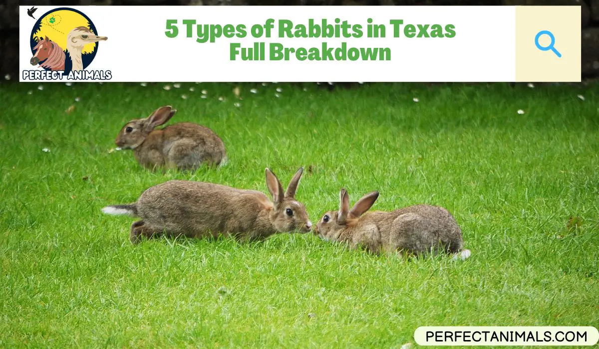 Rabbits in Texas