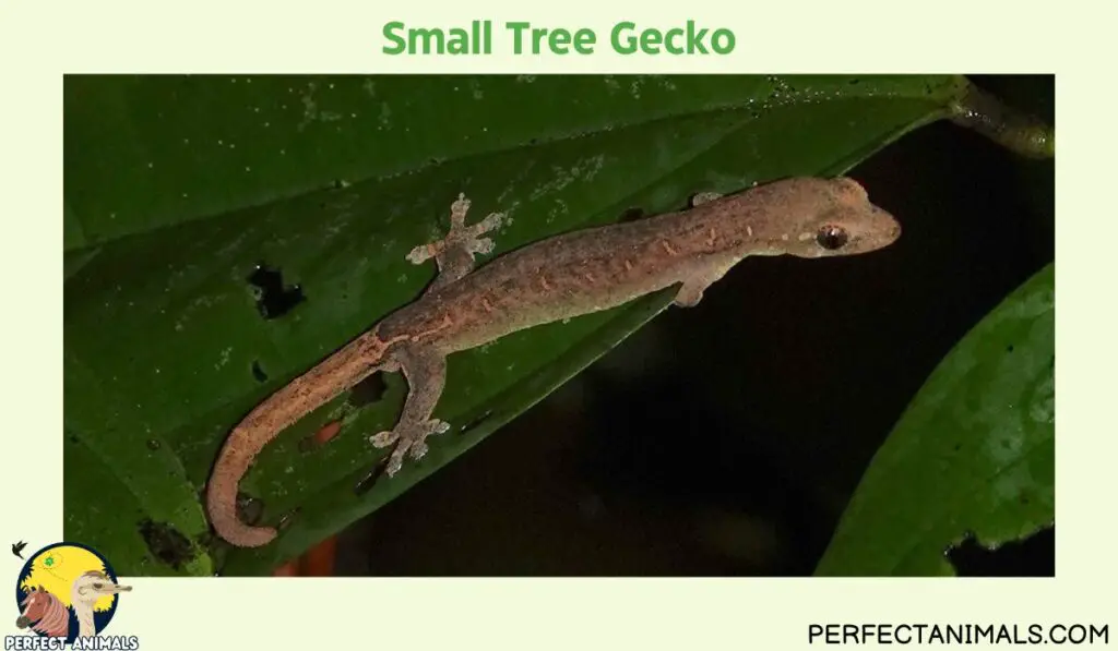 Hawaiian lizards | Small Tree Gecko