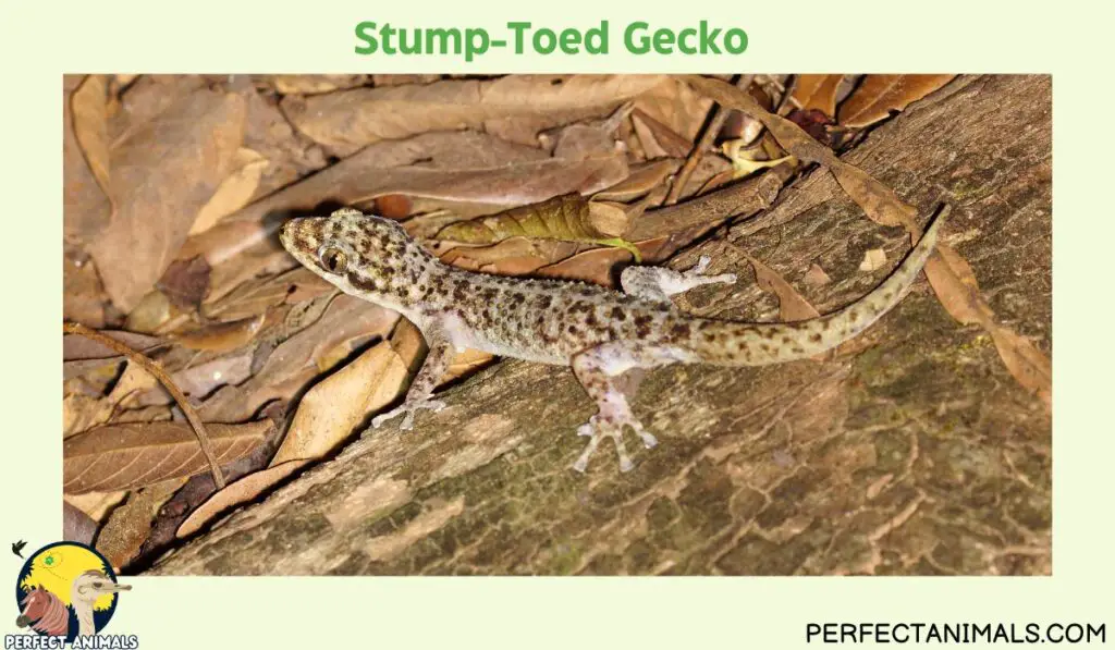 Hawaiian lizards | Stump-Toed Gecko