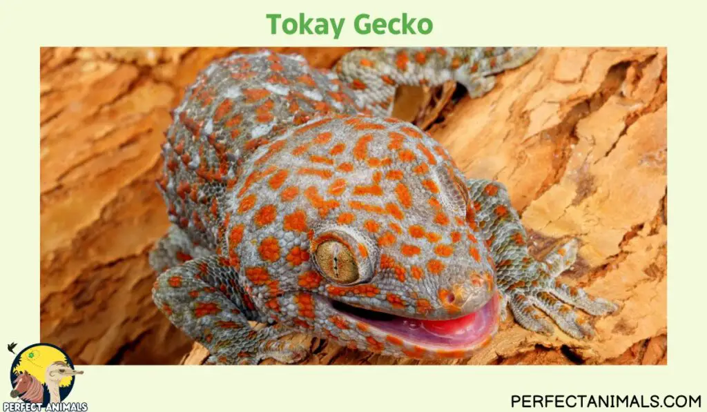 Hawaiian lizards | Tokay Gecko