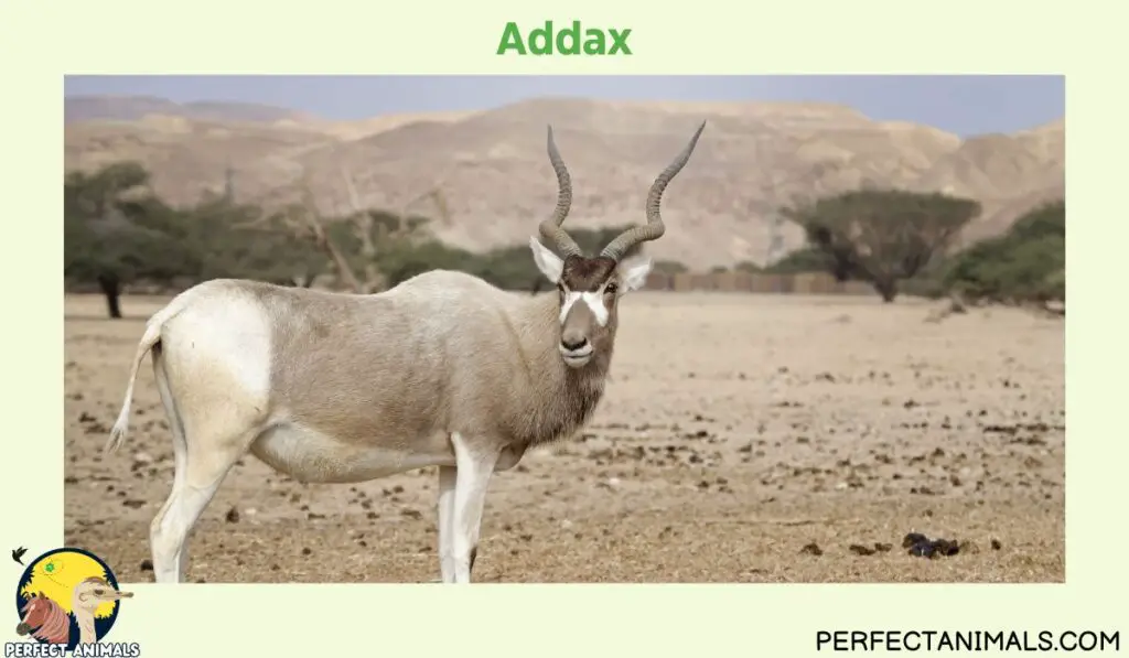 Types of Animals With Curly Horns | Addax