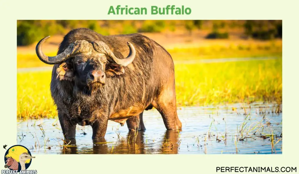 Types of Animals With Curly Horns | African Buffalo