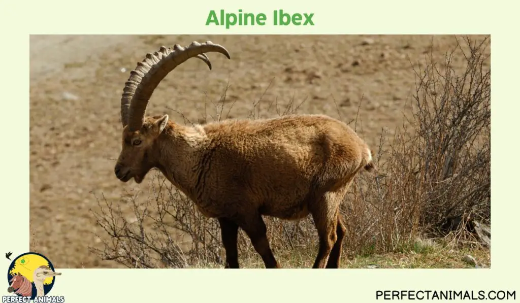 Types of Animals With Curly Horns | Alpine Ibex