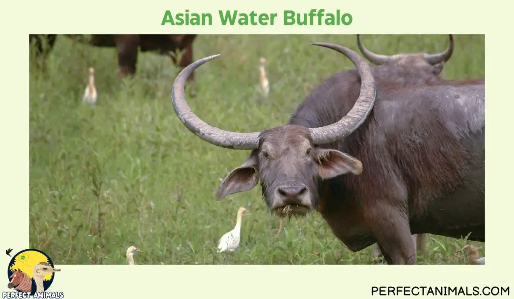 Types of Animals With Curly Horns  Asian Water Buffalo