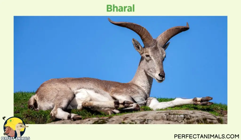 Types of Animals With Curly Horns | Bharal