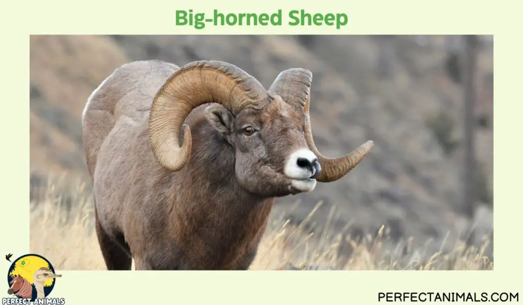 Types of Animals With Curly Horns | Big-horned Sheep