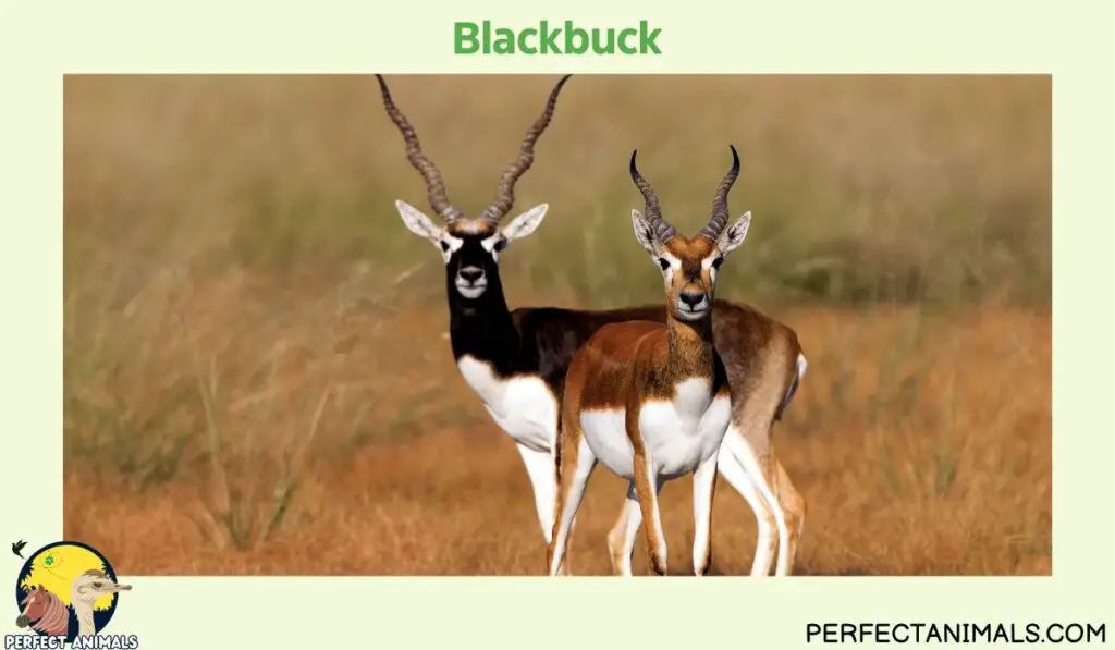 Types of Animals With Curly Horns | Blackbuck