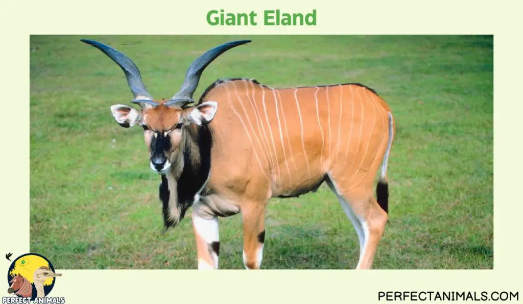 Types of Animals With Curly Horns | Giant Eland