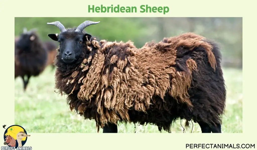 Types of Animals With Curly Horns | Hebridean Sheep