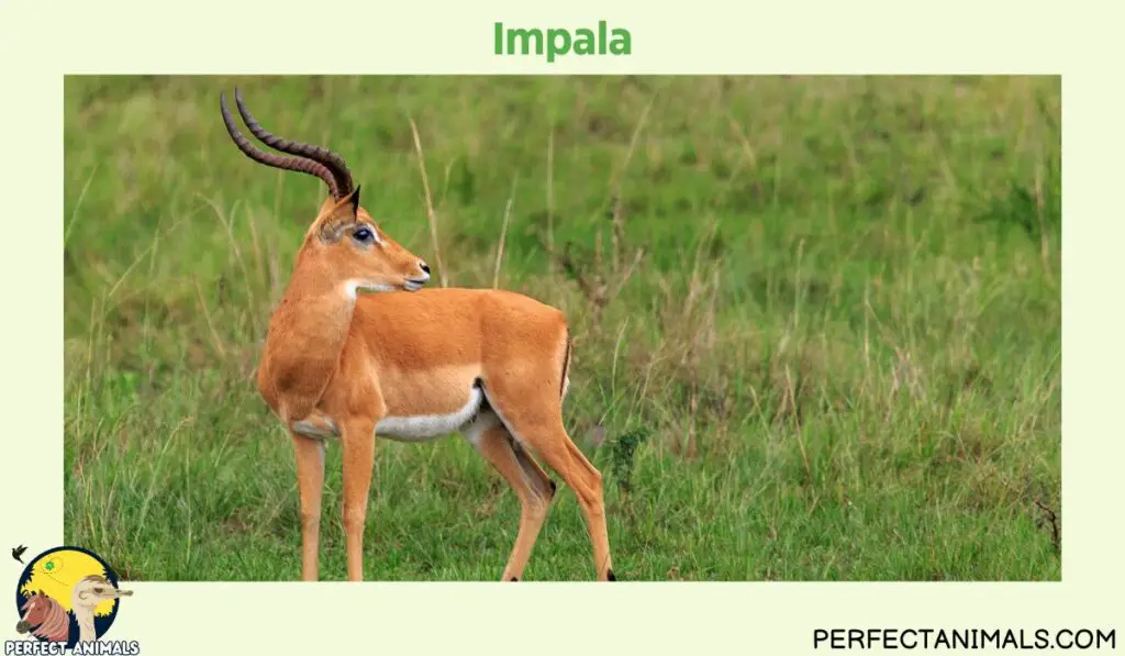 Types of Animals With Curly Horns | Impala