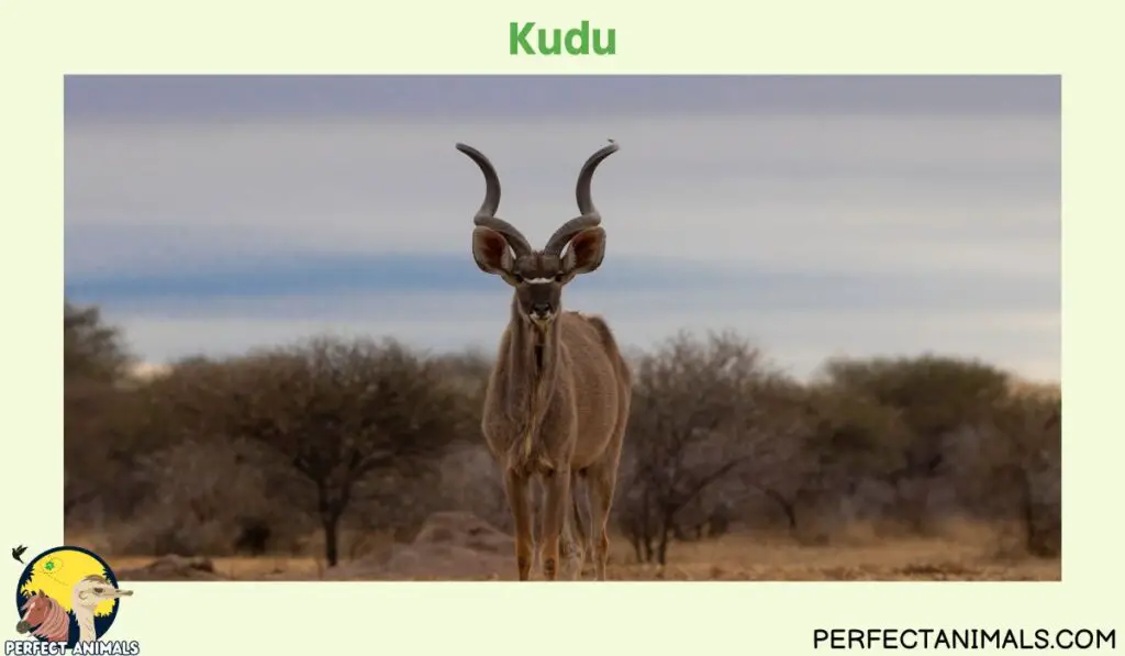 Types of Animals With Curly Horns | Kudu