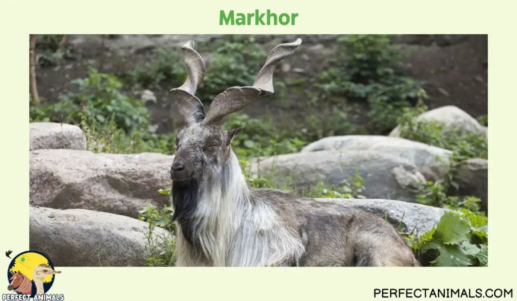  ypes of Animals With Curly Horns | Markhor