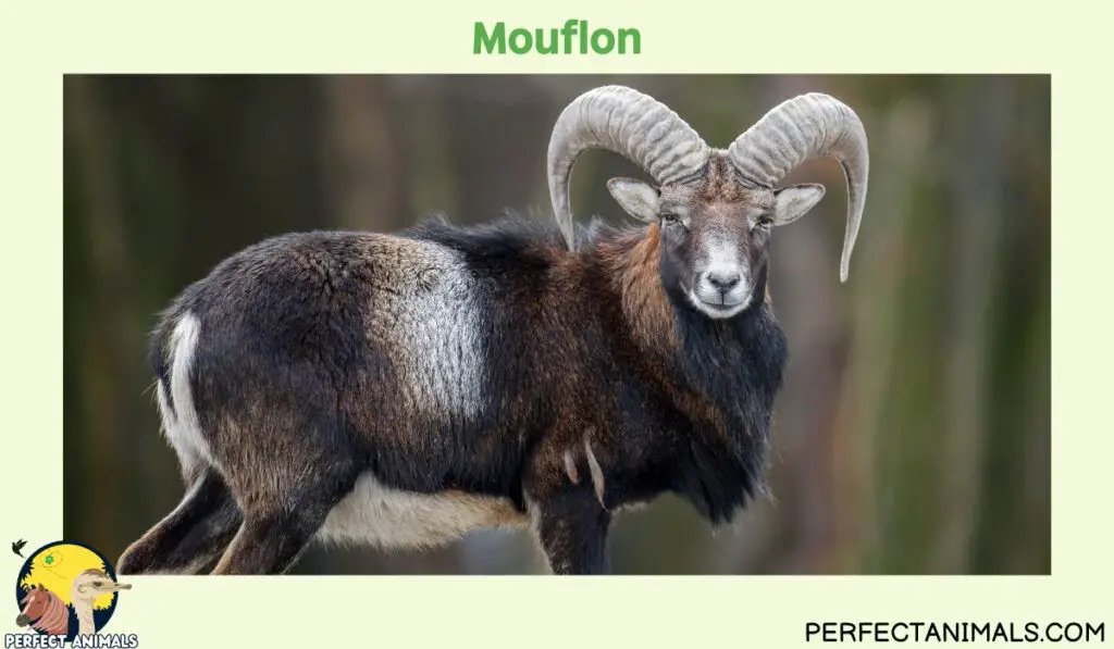 Types of Animals With Curly Horns | Mouflon