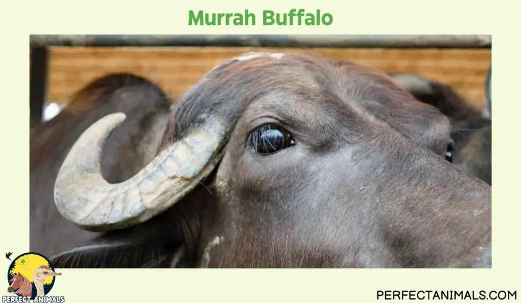 Types of Animals With Curly Horns | Murrah Buffalo