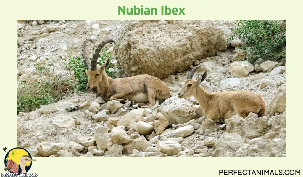 Types of Animals With Curly Horns | Nubian Ibex