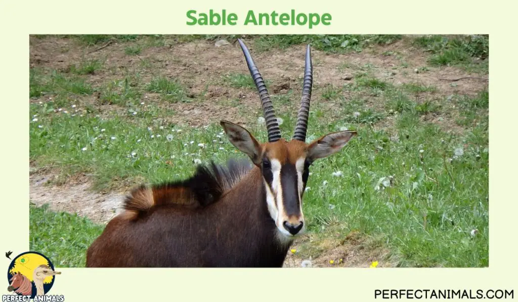 Types of Animals With Curly Horns | Sable Antelope