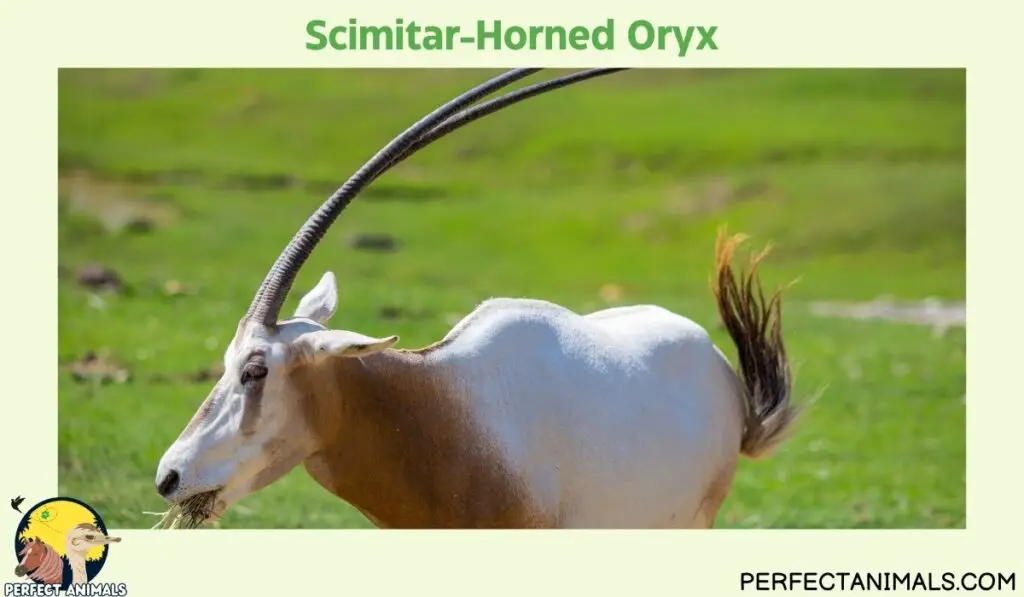 Types of Animals With Curly Horns | Scimitar-Horned Oryx