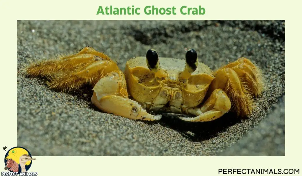 Types of Crabs in Florida | Atlantic Ghost Crab