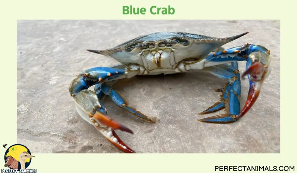 Types of Crabs in Florida | Blue Crab