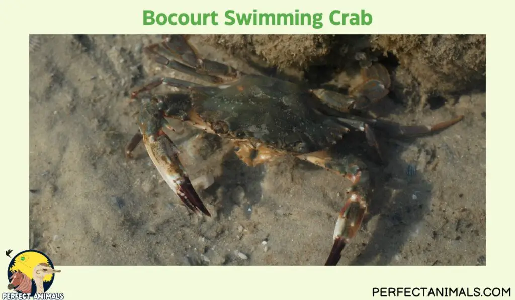 Types of Crabs in Florida | Bocourt Swimming Crab