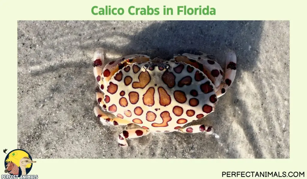 Types of Crabs in Florida | Calico Crabs in Florida