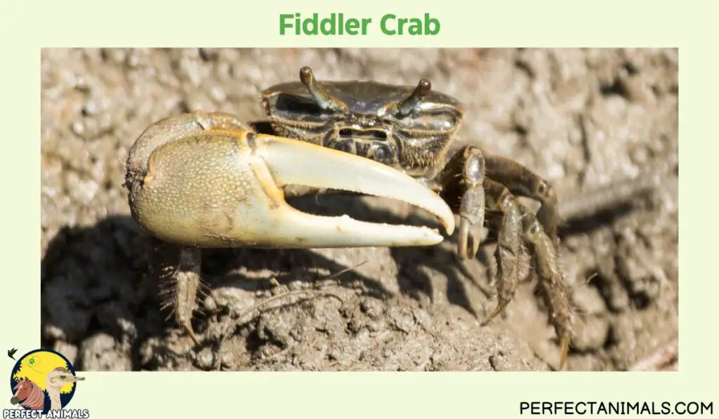 Types of Crabs in Florida | Fiddler Crab