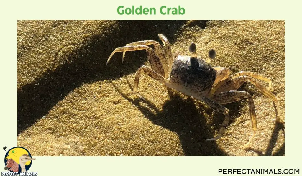 Types of Crabs in Florida | Golden Crab