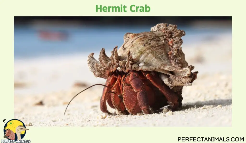 Types of Crabs in Florida | Hermit Crab