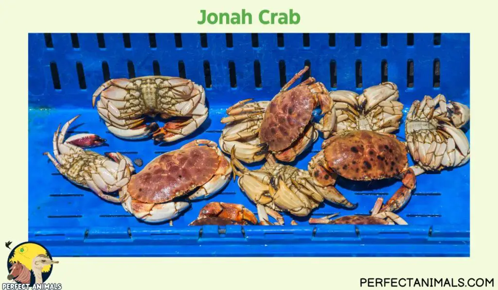 Types of Crabs in Florida | Jonah Crab