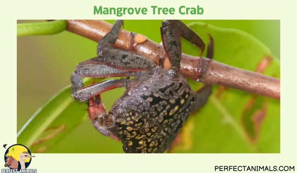 Types of Crabs in Florida | Mangrove Tree Crab
