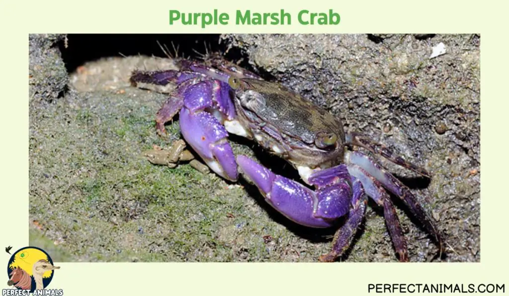 Types of Crabs in Florida | Purple Marsh Crab