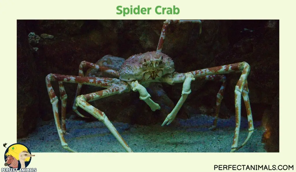 Types of Crabs in Florida | Spider Crab