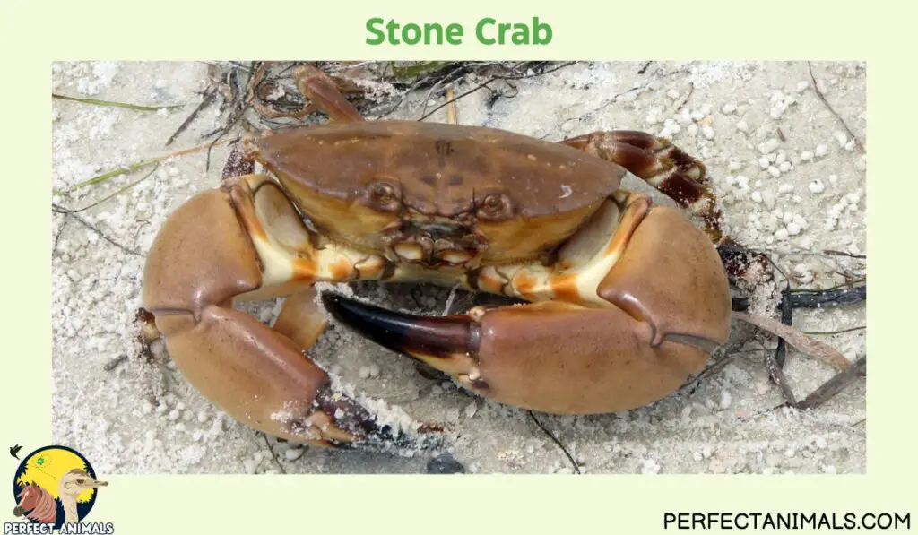 Types of Crabs in Florida | Stone Crab
