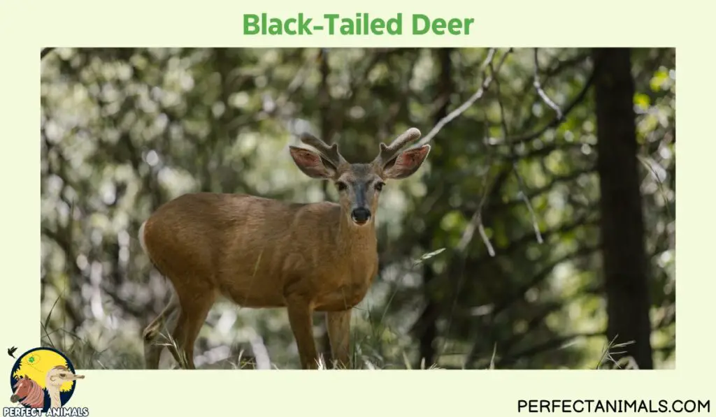 Types of Deer in North America Black-Tailed Deer