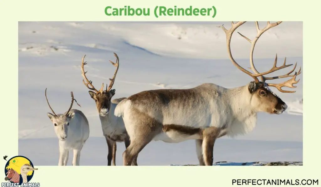 Types of Deer in North America| Caribou (Reindeer)