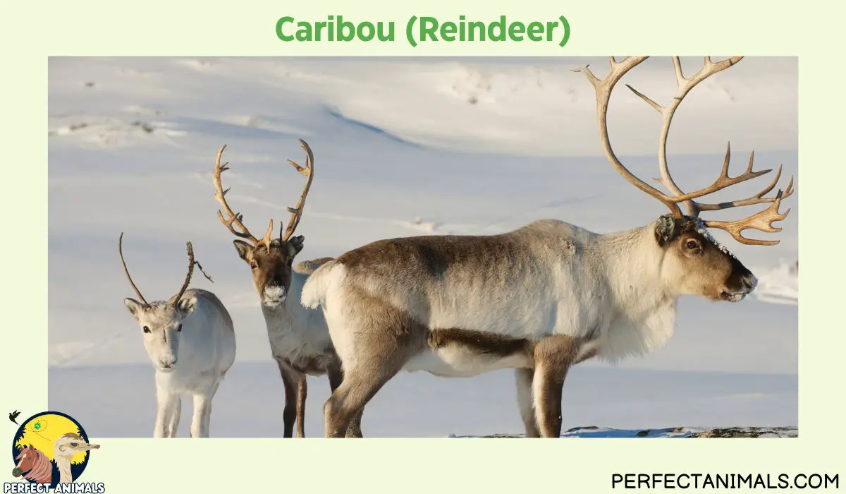 Deer in North America | Exploring the 8 Graceful Species - Perfect Animals