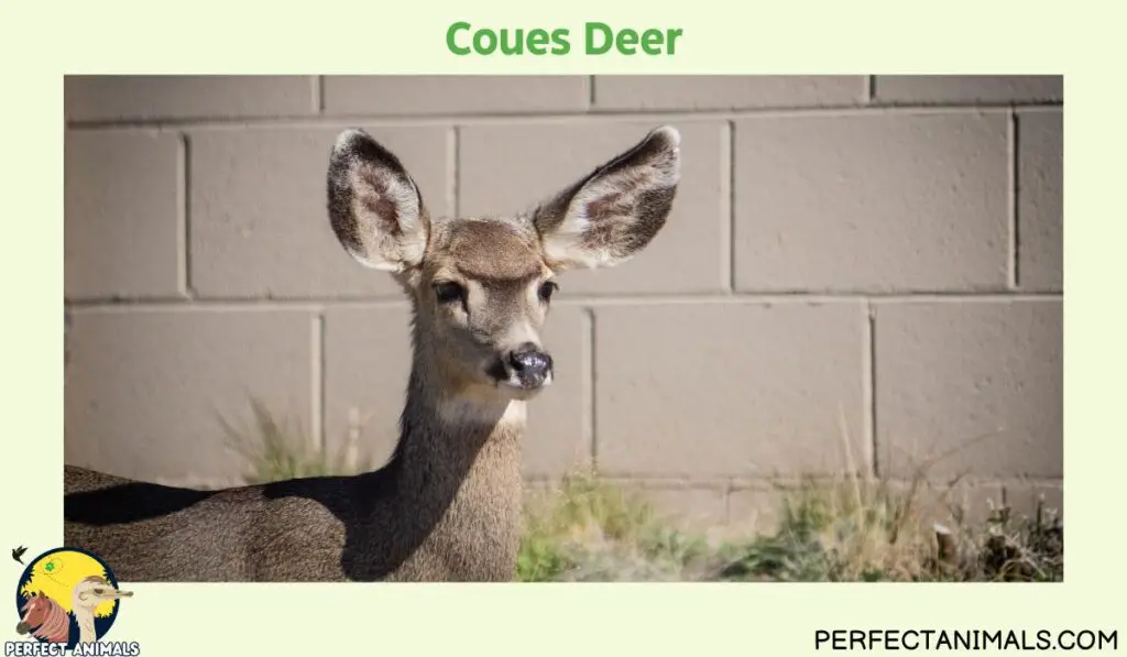 Types of Deer in North America| Coues Deer