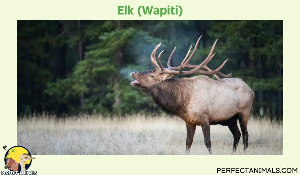 Types of Deer in North America| Elk (Wapiti)