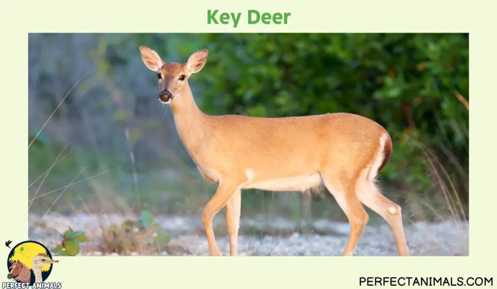 Types of Deer in North America | Key Deer