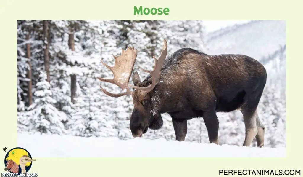 Types of Deer in North America Moose