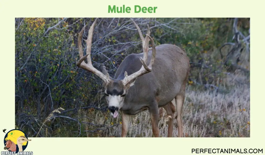 Types of Deer in North America| Mule Deer