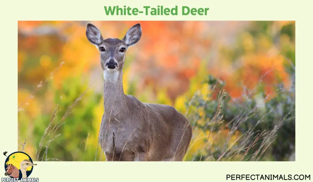 Types of Deer in North America| White-Tailed Deer