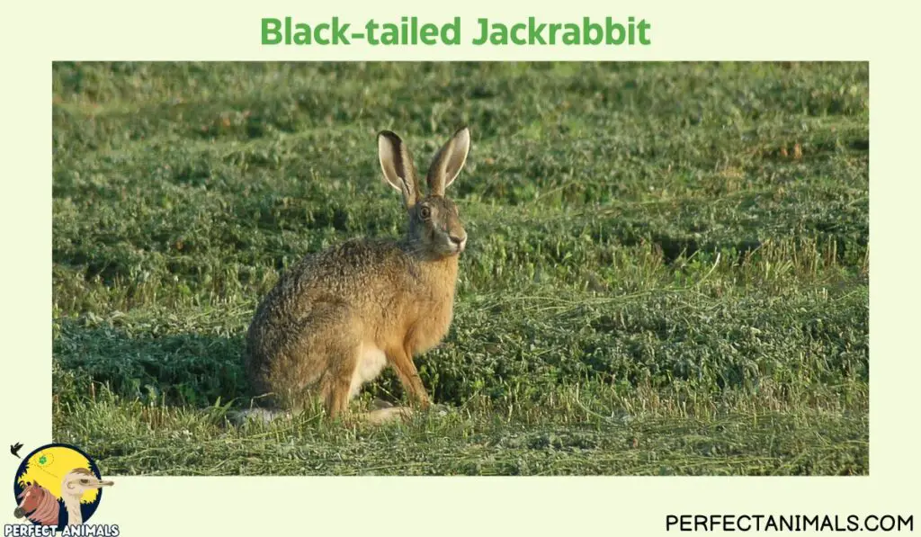 Types of Rabbits in Texas | Black-tailed Jackrabbit 