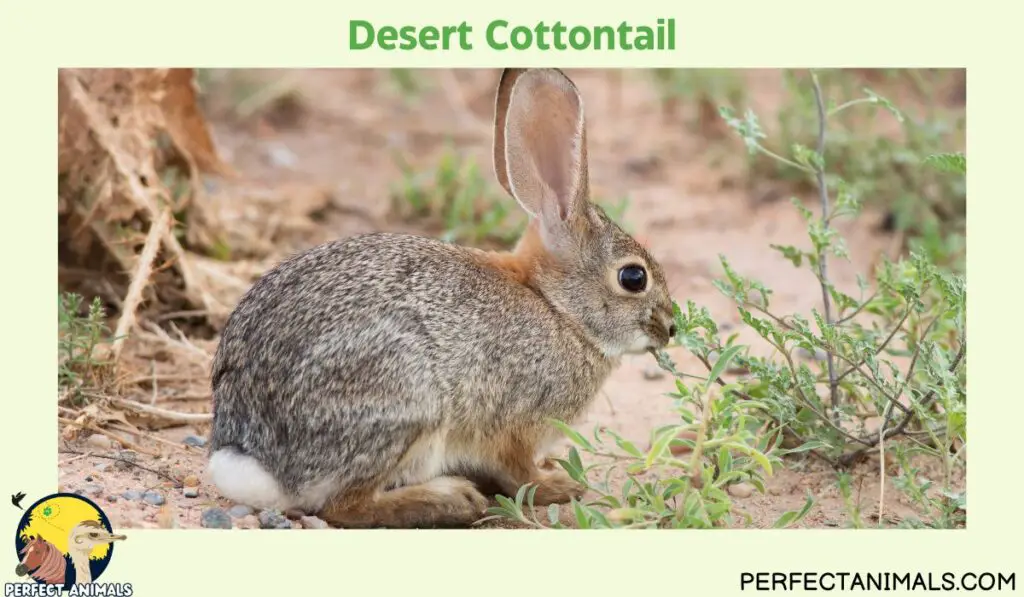 Types of Rabbits in Texas | Desert Cottontail