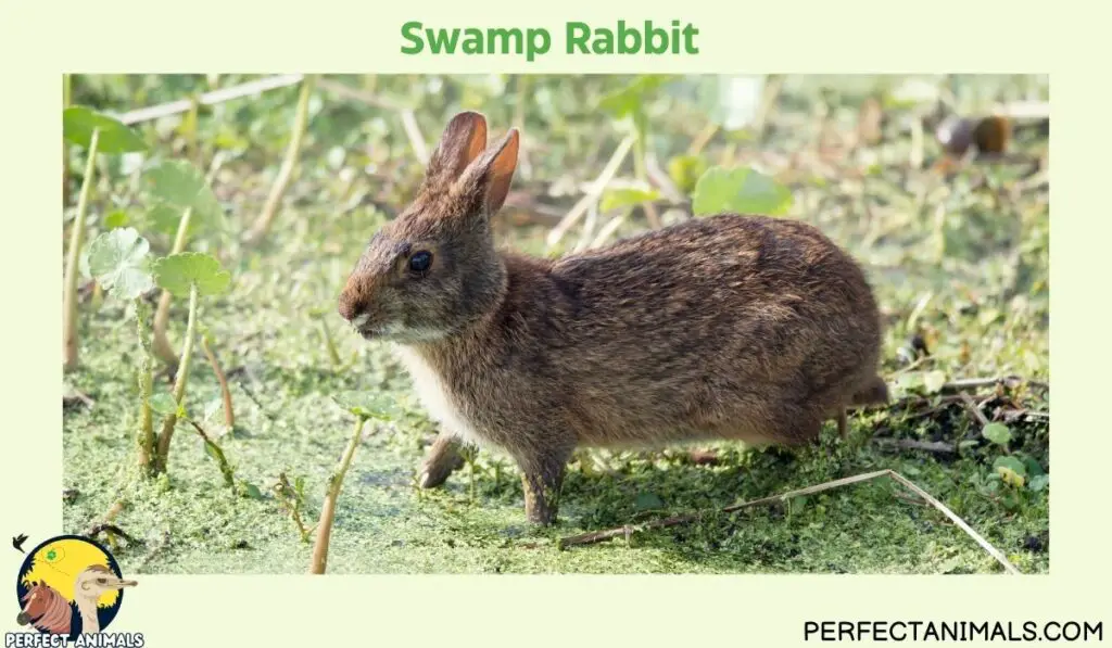 Types of Rabbits in Texas | Swamp Rabbit 