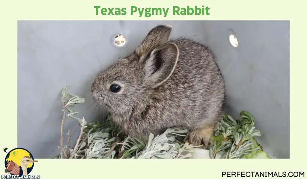 Types of Rabbits in Texas | Texas Pygmy Rabbit  