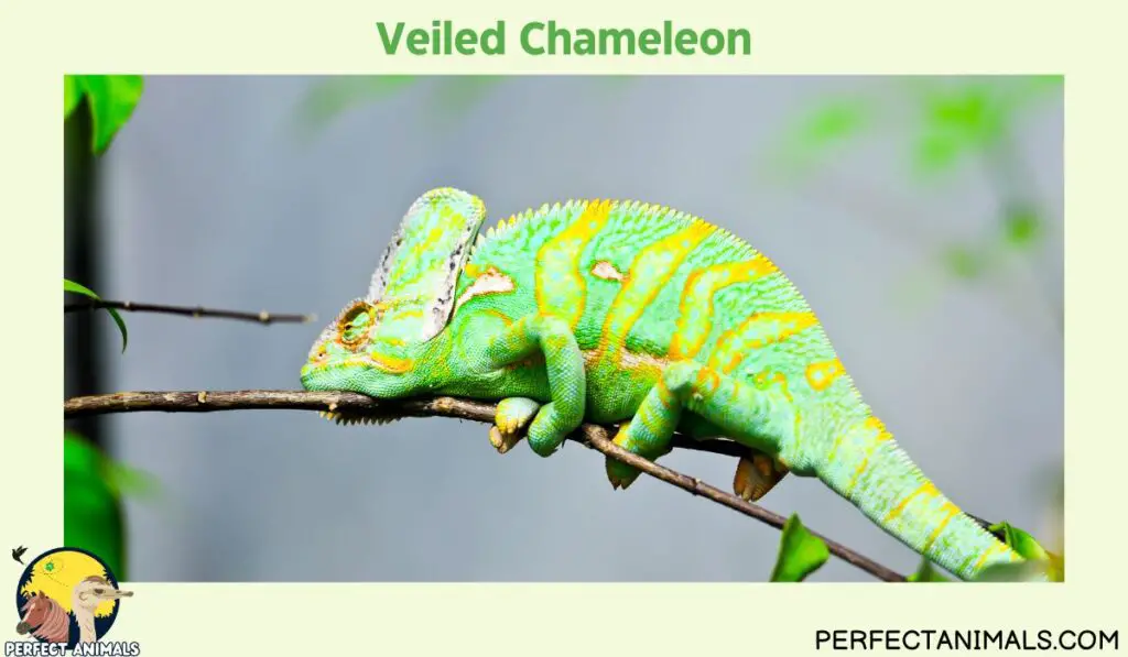 Hawaiian lizards | Veiled Chameleon