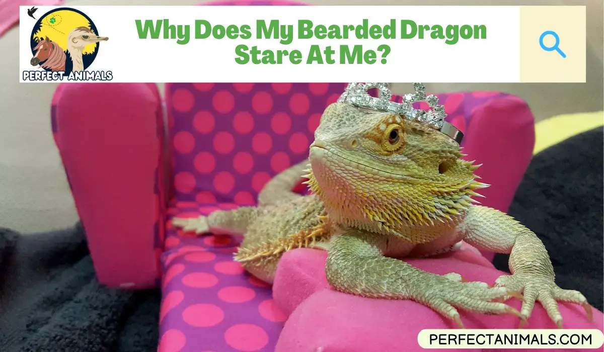 why does my bearded dragon stare at me