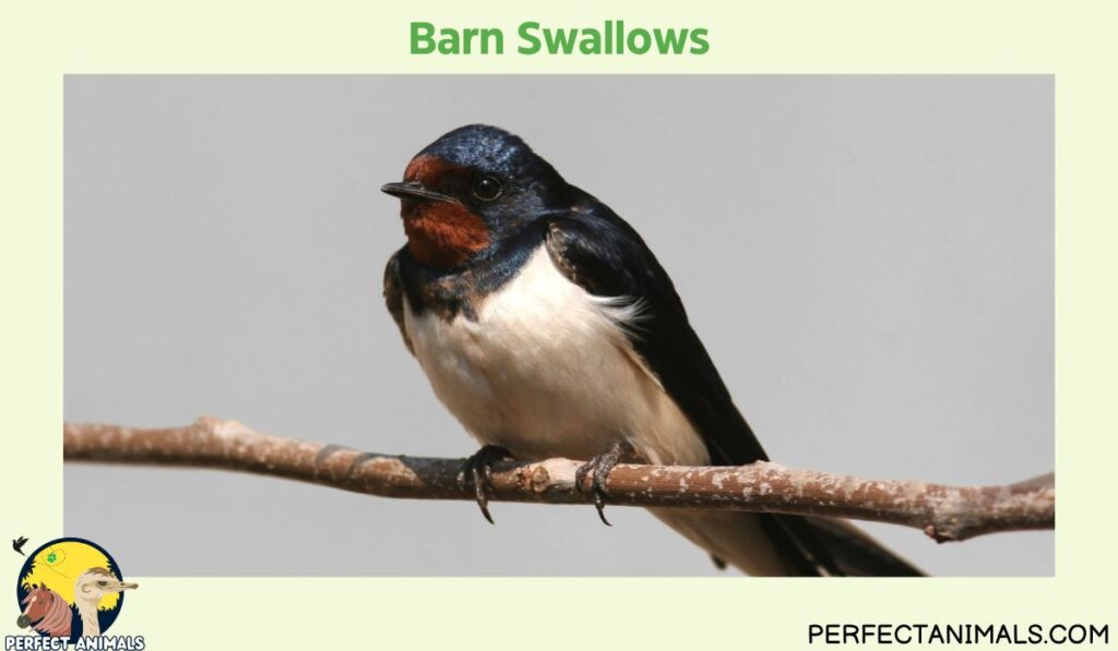 Birds That Eat Spiders | Barn Swallows