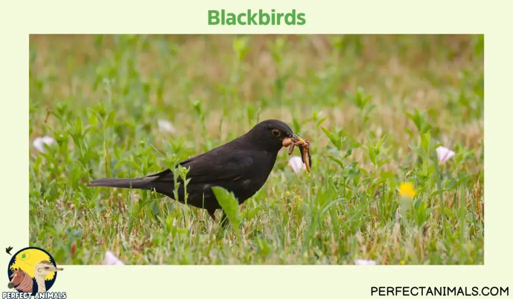 Birds That Eat Spiders | Blackbirds